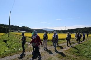 田んぼのあぜ道を歩く様子です。稲はすっかり黄金色になっており、秋の訪れを感じさせます。
